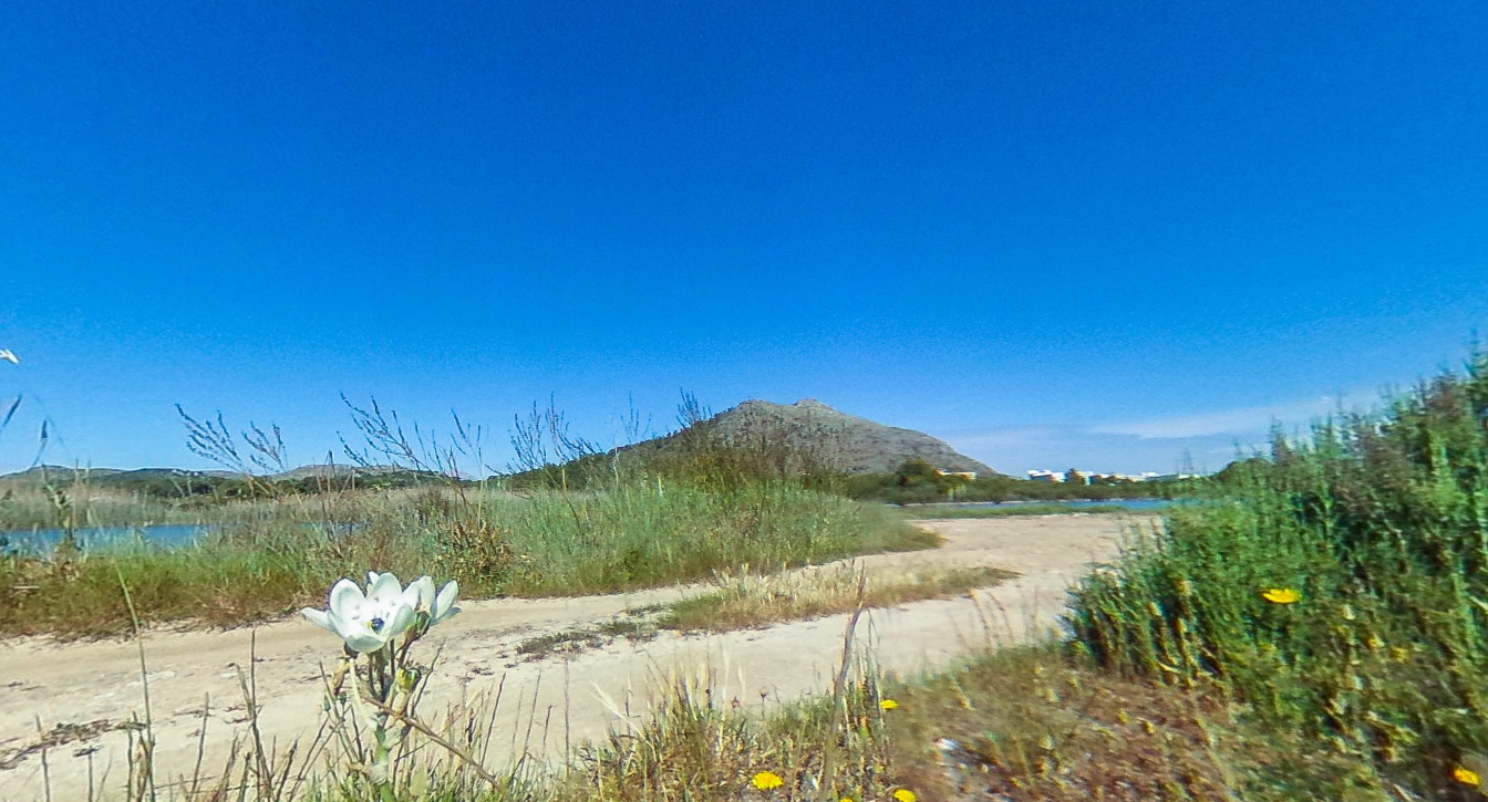 Wild - Alcudia